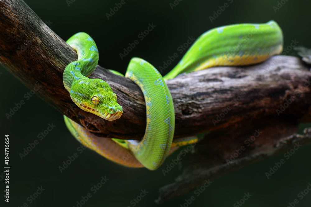 Naklejka premium Green Snake 