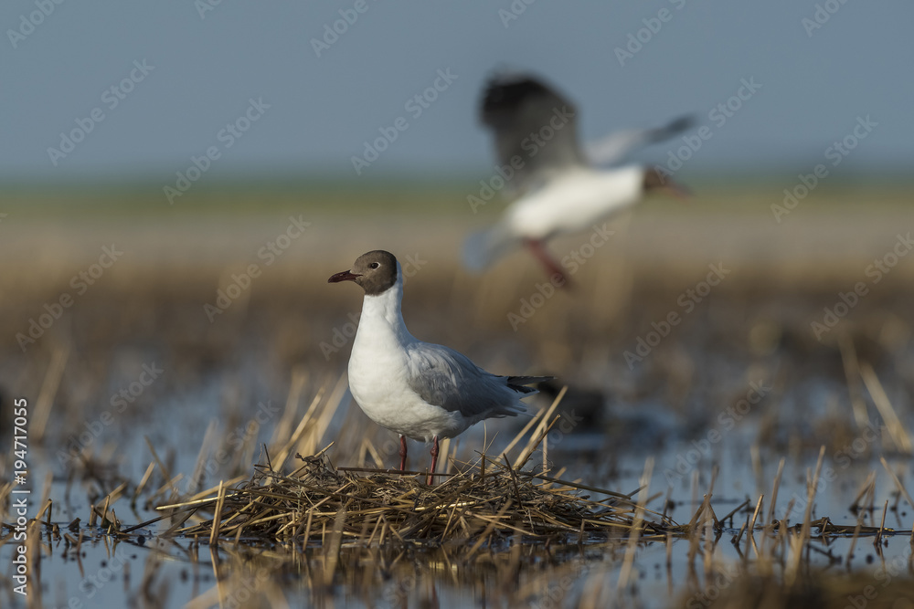 Fototapeta premium Brown hooded gull, Patagonia