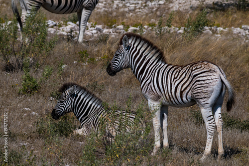 Baby zebra in Etosha National Park  Namibia