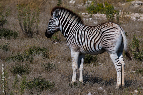Baby zebra in Etosha National Park  Namibia