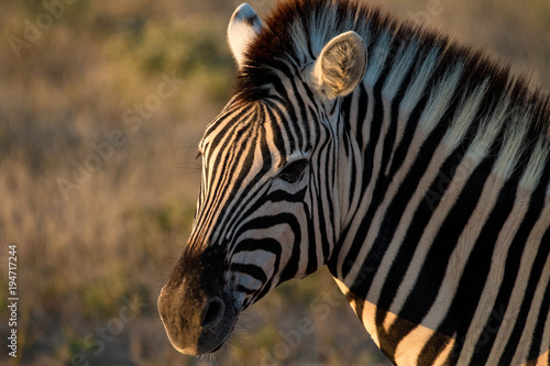 Beautiful zebra in Serenget National Park  Tanzania