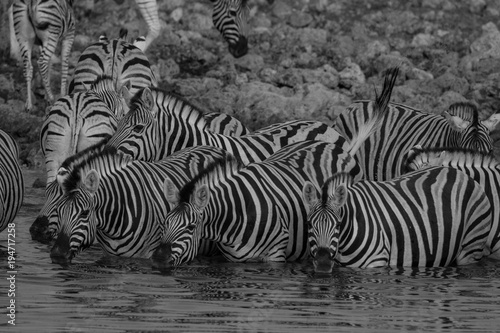 Zebras drinking at a waterhole in Etosha National Park