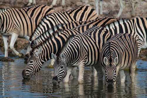 Zebras drinking at a waterhole in Etosha National Park