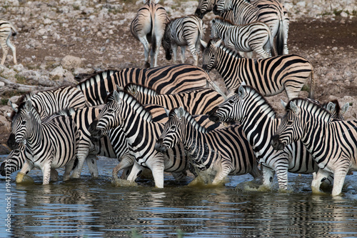 Zebras drinking at a waterhole in Etosha National Park