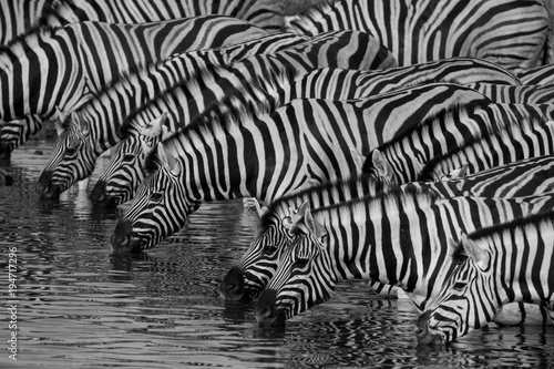Obraz na płótnie Zebras drinking at a waterhole in Etosha National Park