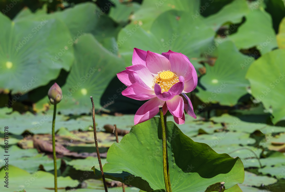 Beautiful pink Lotus or Nelumbo nucifera in the pond Beautiful pink Lotus or Nelumbo nucifera in the pond
