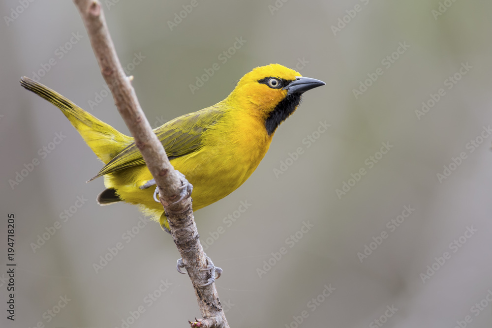 Spectacled Weaver perch and balance on thin branch Spectacled Weaver perch and balance on thin branch