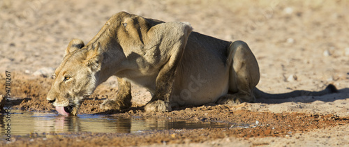 Fototapeta Naklejka Na Ścianę i Meble -  Large lioness drinking water from a small pool in the Kalahari on hot dry day