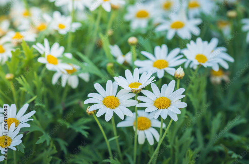 Beautiful blooming white daisy in garden