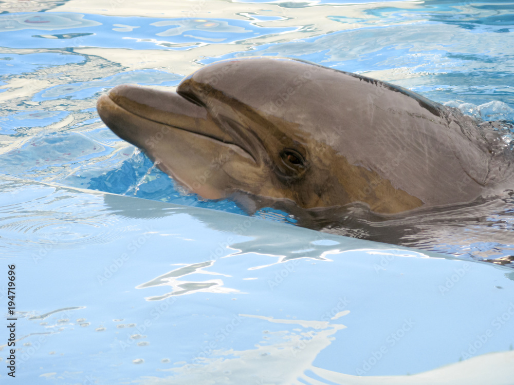 Fototapeta premium Dolphin in the pool