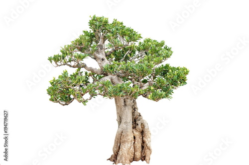 Isolated Ornamental plants tree on white background