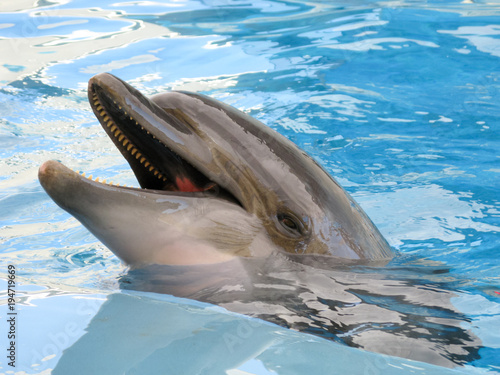 Smiling dolphin in the pool photo