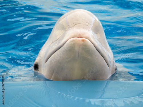 Beluga whale in the pool photo