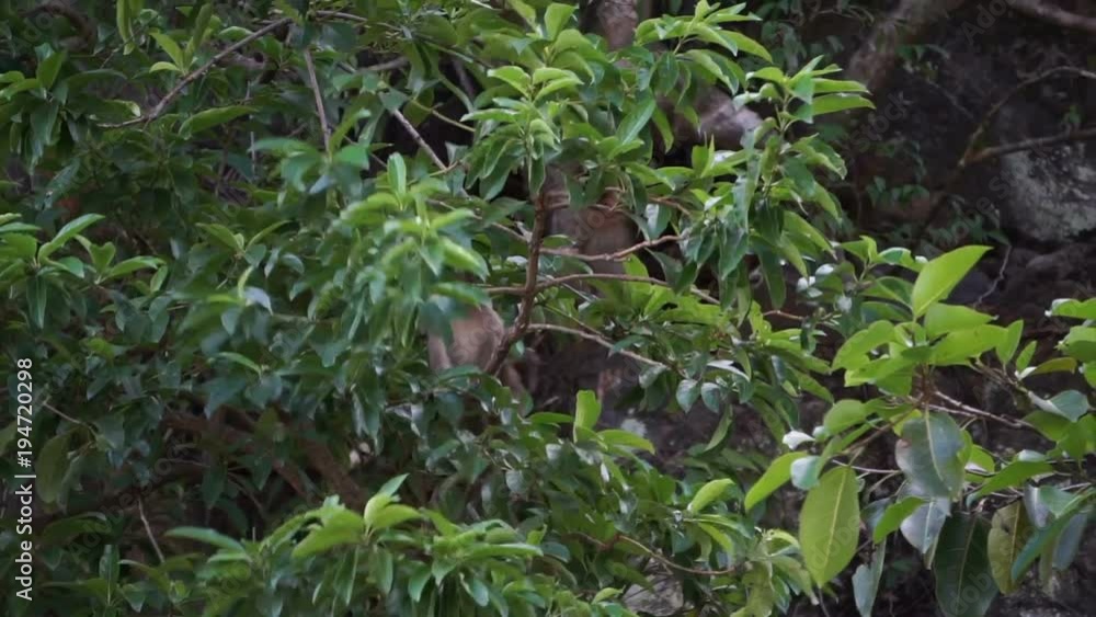 Wild Monkey Moving On lush tropical jungle Tree Hd Wild Monkey Moving On lush tropical jungle Tree Hd