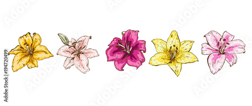Colorful lily flowers isolated on white background. Floral vector.