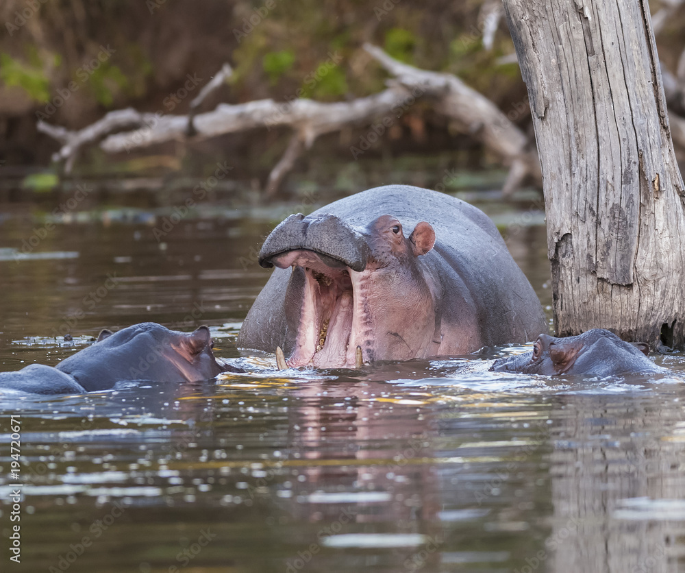 Fototapeta premium Hippopotamus Sleeping, Kruger National Park