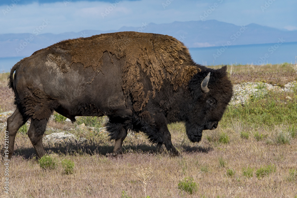 Bison