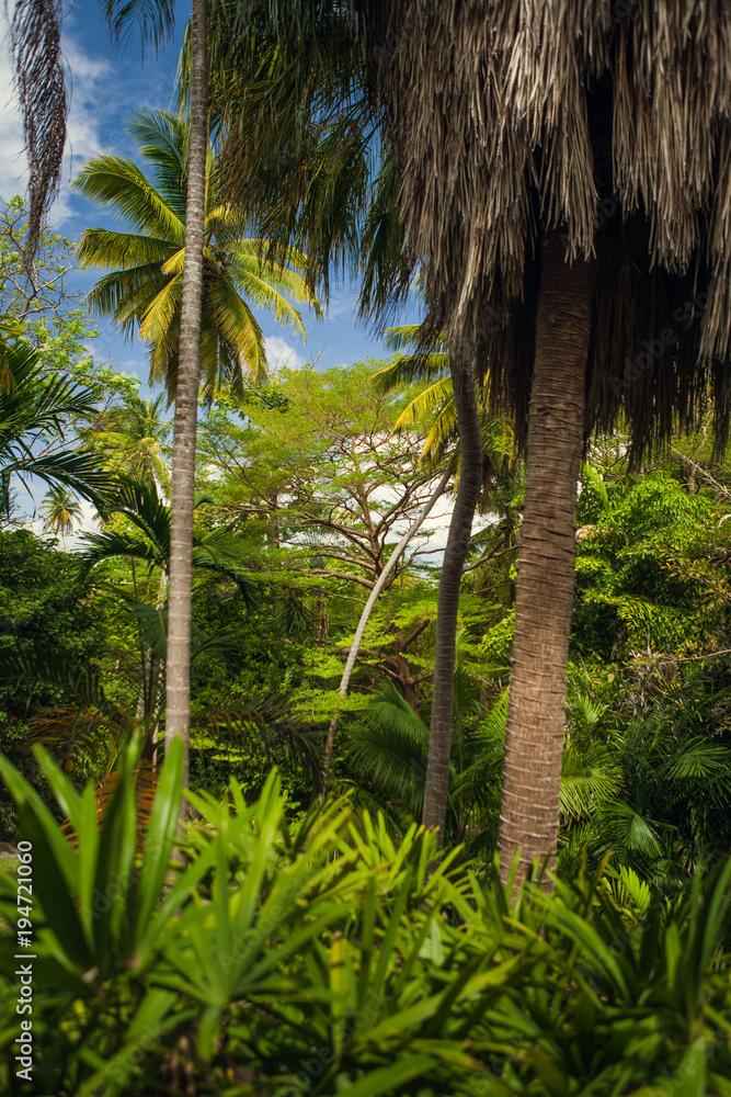 Exotic Greenery and Palm Trees in a Botanical Garden, in Barbados