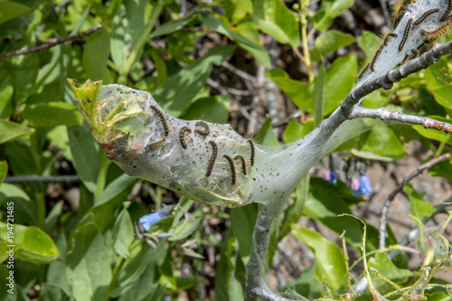 Tent Caterpillar