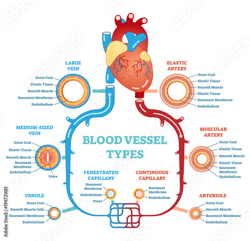 Blood vessel types anatomical diagram, medical scheme. Circulatory system. Medical educational information.