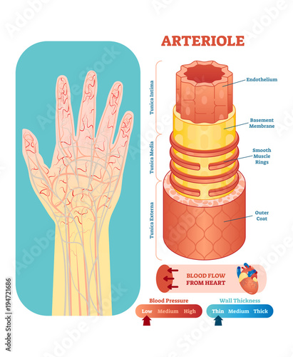 Arteriole anatomical vector illustration cross section. Circulatory system blood vessel diagram scheme on human hand silhouette. Medical educational information. 