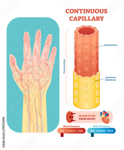 Continuous capillary anatomical vector illustration cross section. Circulatory system blood vessel diagram scheme on human hand silhouette. 