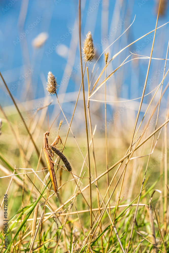 Fototapeta premium Brown colored adult male European mantis camouflaged in grass on the Bulgarian sea-shore