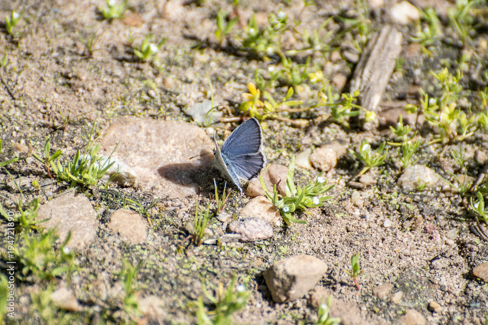 Common Blue Butterfly Common Blue Butterfly