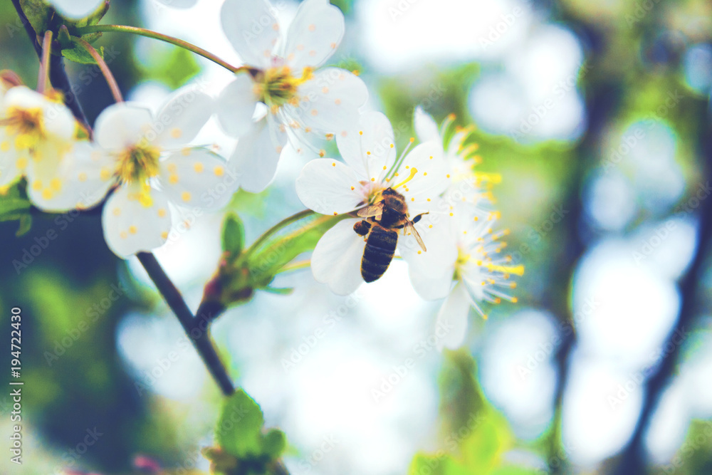 Bee collects the nectar on the white flowers of the spring tree. Toned Bee collects the nectar on the white flowers of the spring tree. Toned
