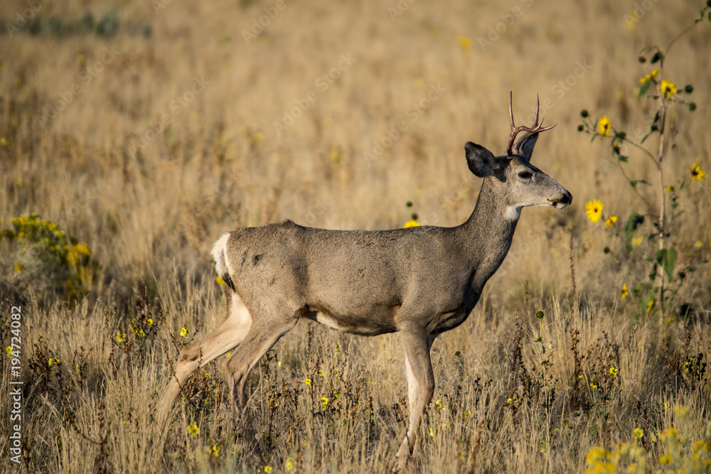 Mule Deer Mule Deer