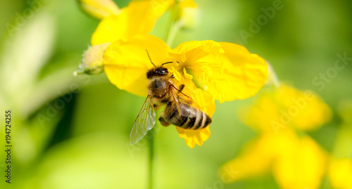 Honeybee on yellow flower head