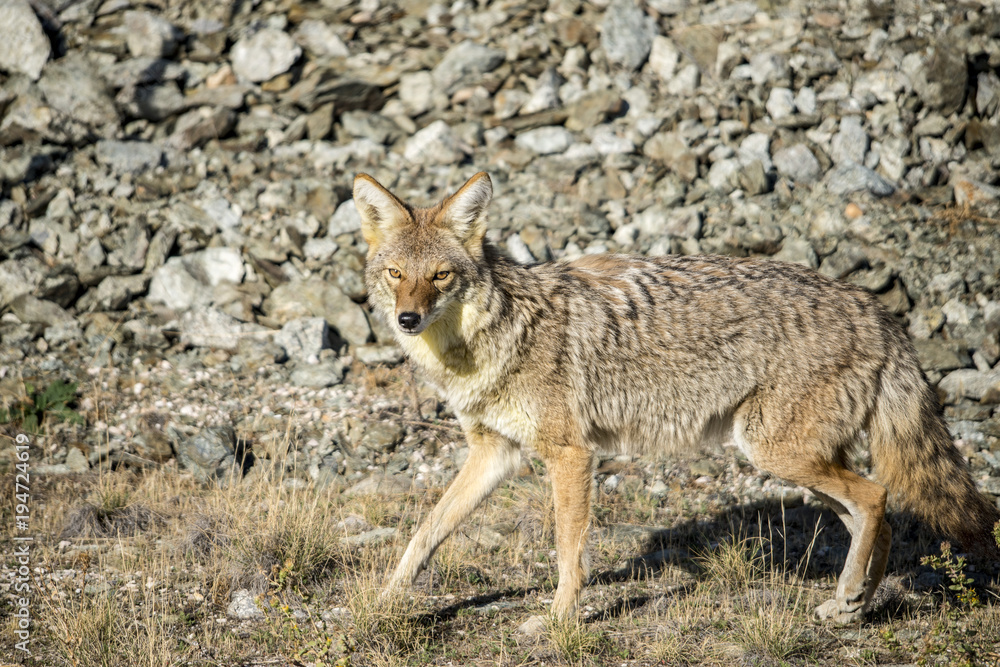Coyote walking near a road in Northern Utah Coyote walking near a road in Northern Utah
