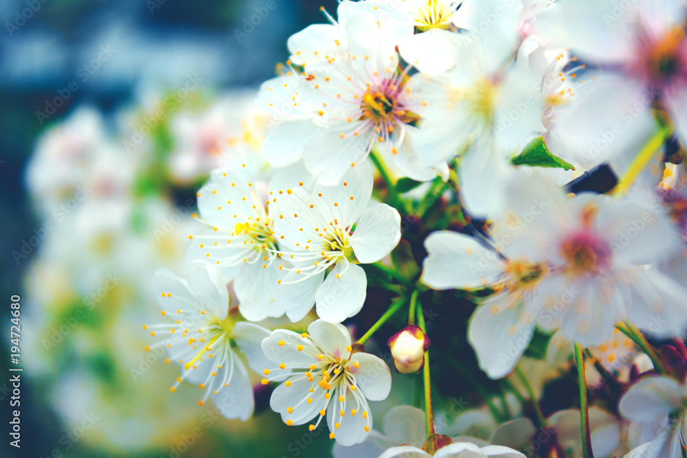 Cherry blossom tree in spring. Big white flower on tree Cherry blossom tree in spring. Big white flower on tree