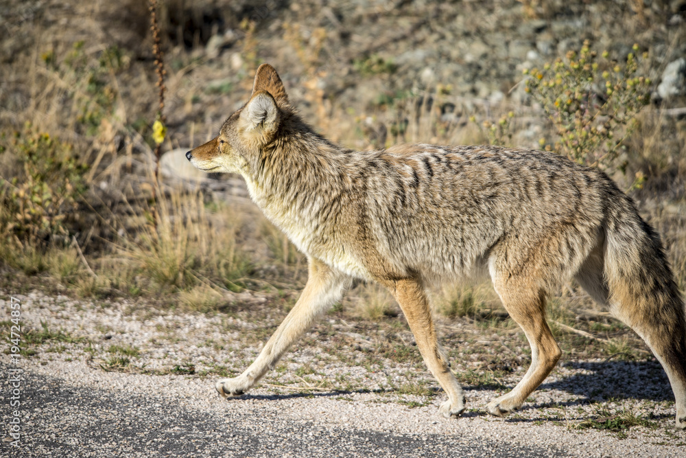 Coyote walking near a road in Northern Utah Coyote walking near a road in Northern Utah