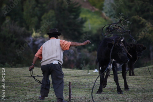 Man Catching a Cow with Lasso