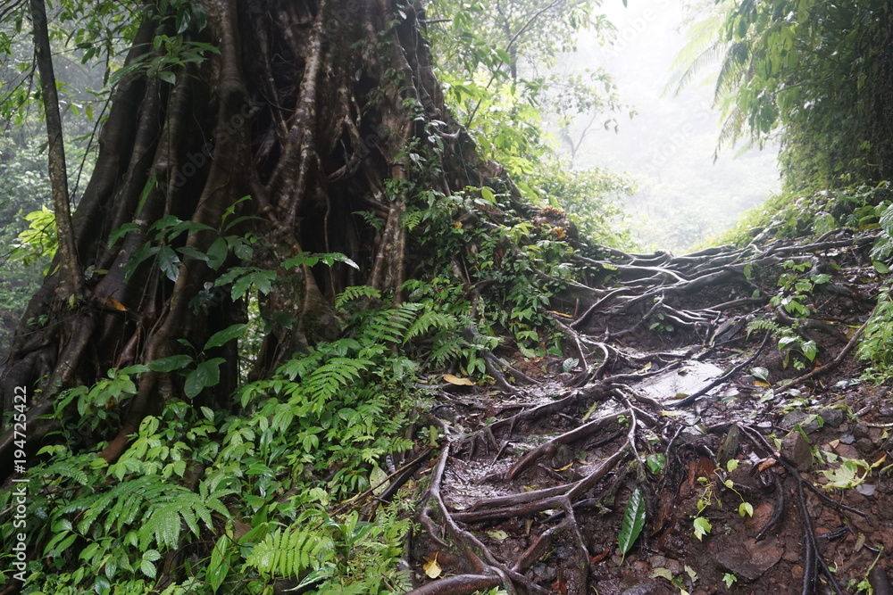 Tree in the jungle in Bali Indonesia with many roots Tree in the jungle in Bali Indonesia with many roots