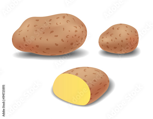 Vector semi realistic illustration of potatoes. Potato tuber and cross section