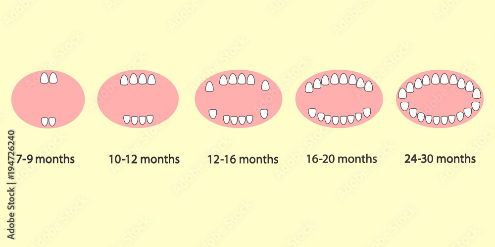 Первые зубы