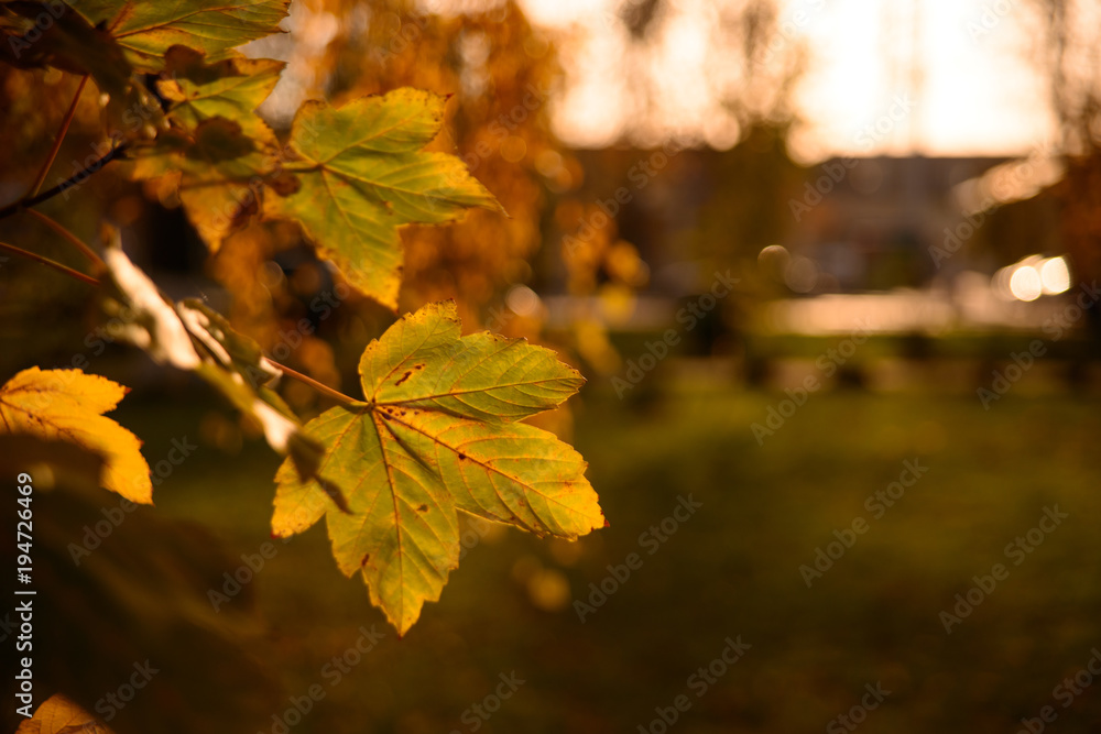 Autumn textures and nature Autumn textures and nature