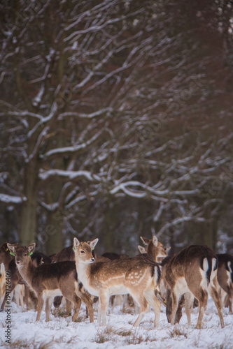Deer in a snowy forest