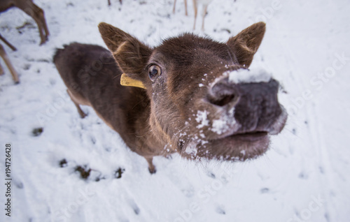 The inquisitive deer