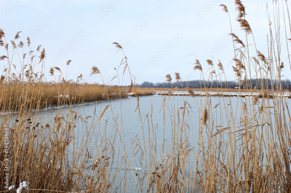 Obraz premium View of a Frozen Fishpond Through Reeds in Winter