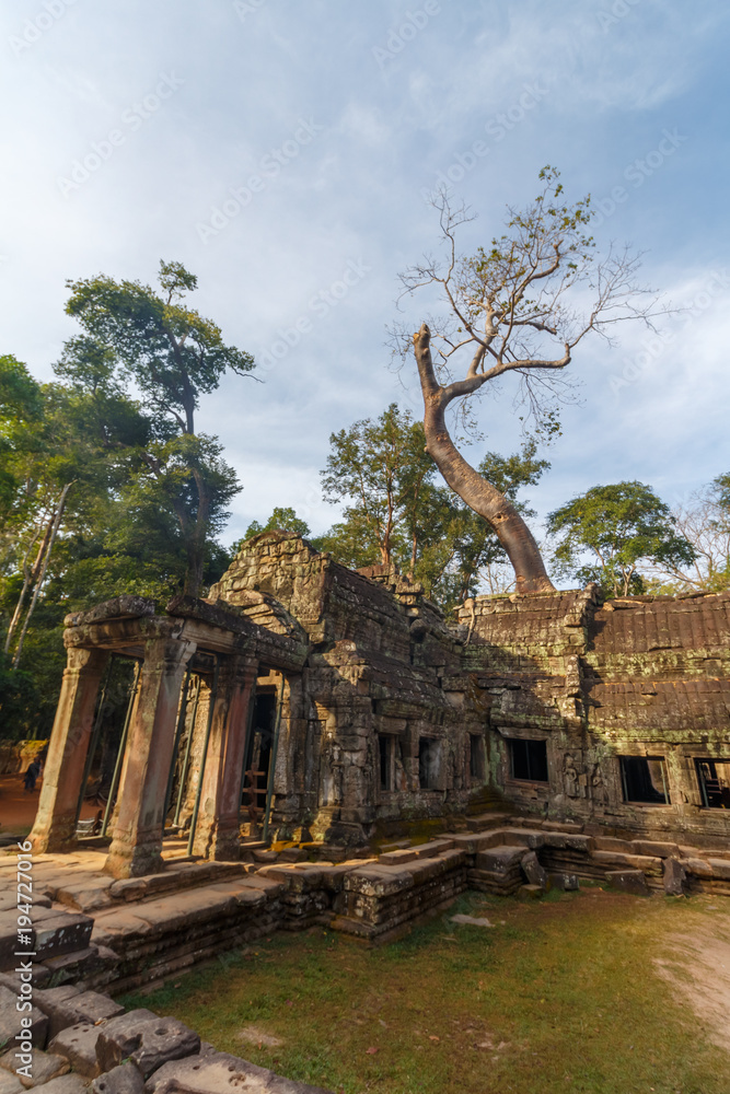 Trees growing on Temple Ta Phrom at Angkor Wat, Cambodia