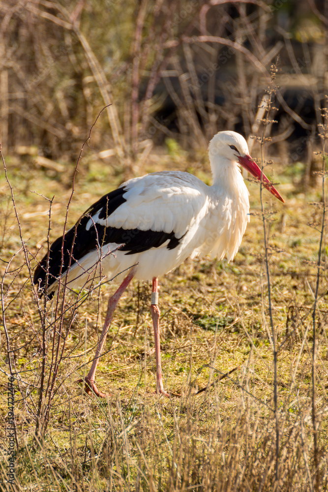 Fototapeta premium cigogne