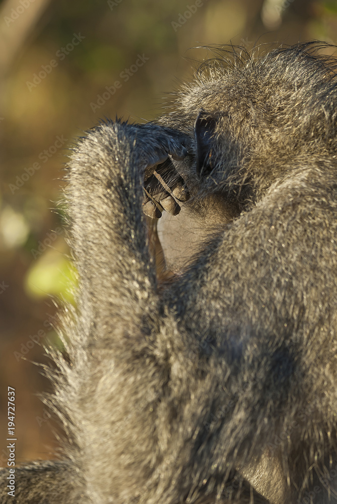 Obraz premium Baboon , Africa