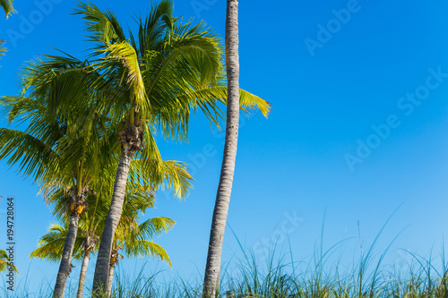 Palm Trees against the Sky