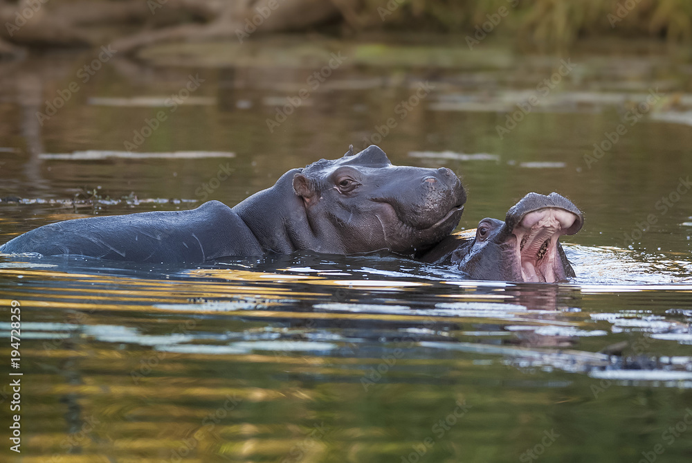 Fototapeta premium Hippopotamus Sleeping, Kruger National Park