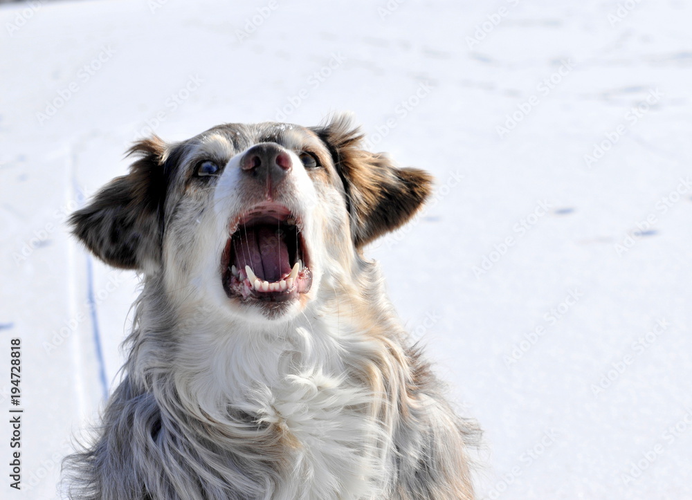 nøgen Jakke mandat cry out loud, Australian shepherd dog barking Stock Photo | Adobe Stock