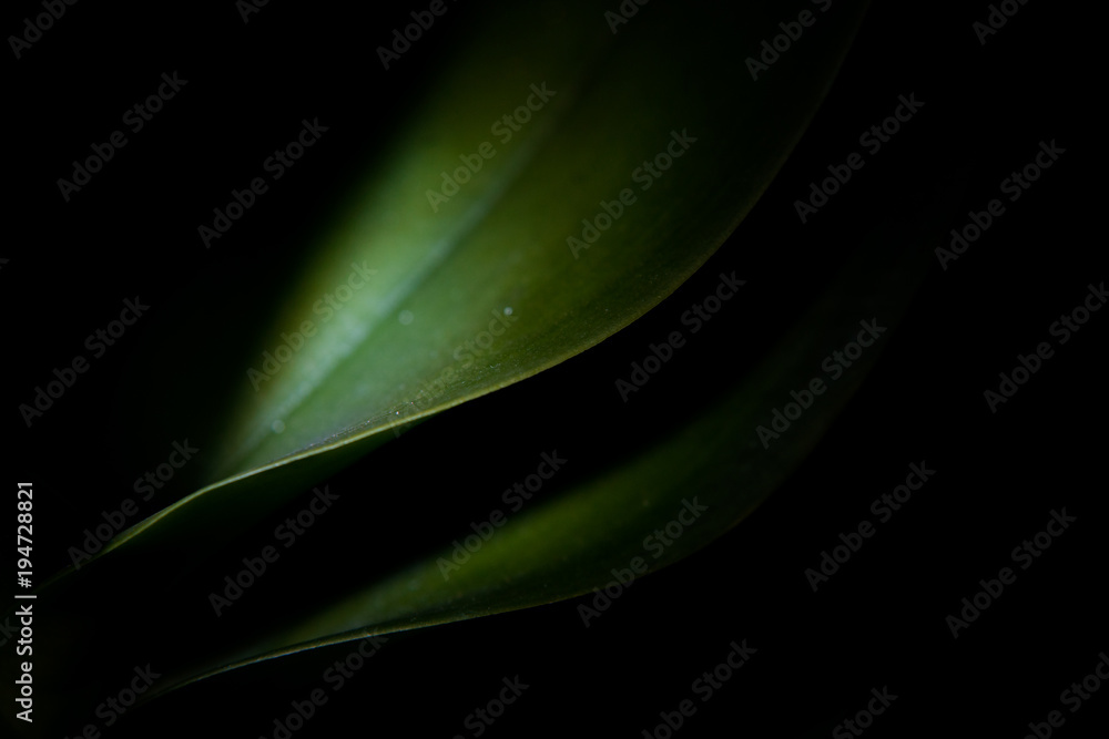 Obraz premium Green leaves on black background looks like thin lines