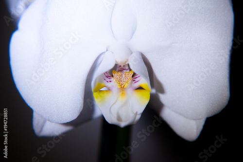 White orchid blossom on a black background